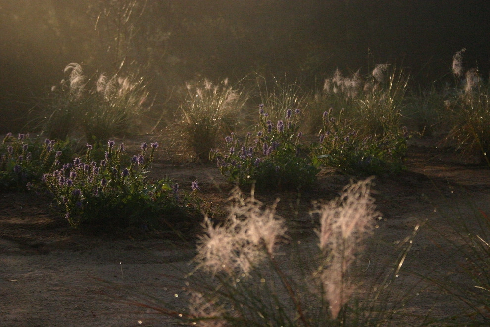 Southern California Vineyard by Carson Douglas Landscape Architecture - Photo 39