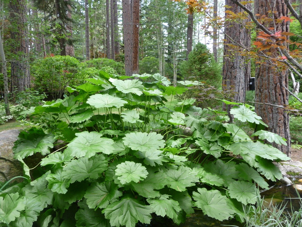 Schumacher by High Sierra Gardens Inc. - Photo 13