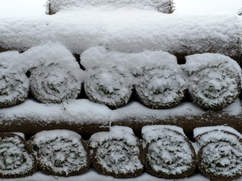 Winter Turf by Turf Master Sod Farms - Photo 2