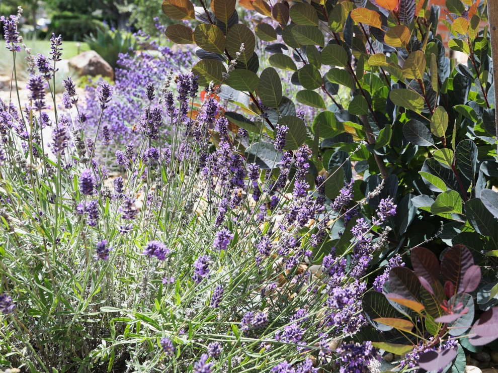 FRONT YARD OASIS by CFLD Landscape Design - Photo 7