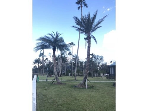 Specimen Palm Planting by Vie Plant And Garden Design - Photo 6