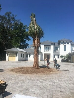 Specimen Palm Planting by Vie Plant And Garden Design - Photo 5