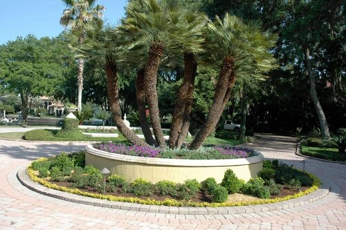 Specimen Palm Planting by Vie Plant And Garden Design - Photo 2