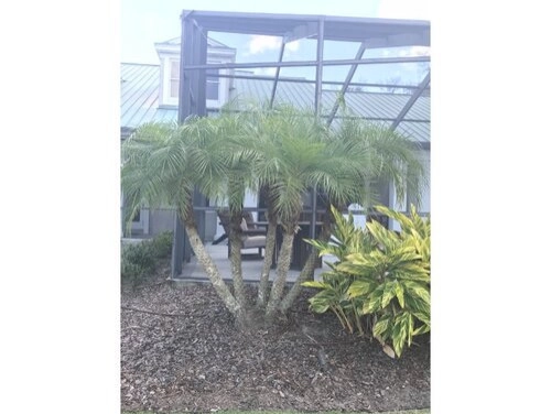 Specimen Palm Planting by Vie Plant And Garden Design - Photo 4