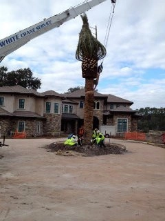 Specimen Palm Planting by Vie Plant And Garden Design - Photo 3