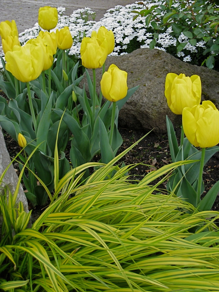 Garden Color & Form by Chinick Landscaping & Nursery - Photo 14