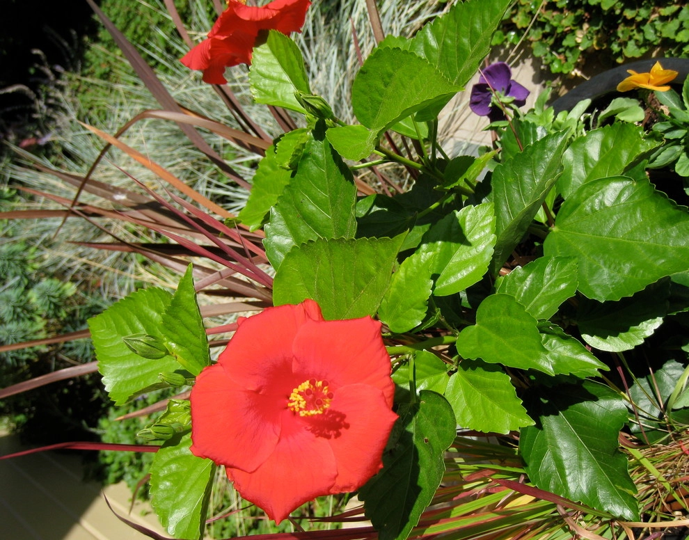 Container Gardening by Chinick Landscaping & Nursery - Photo 24