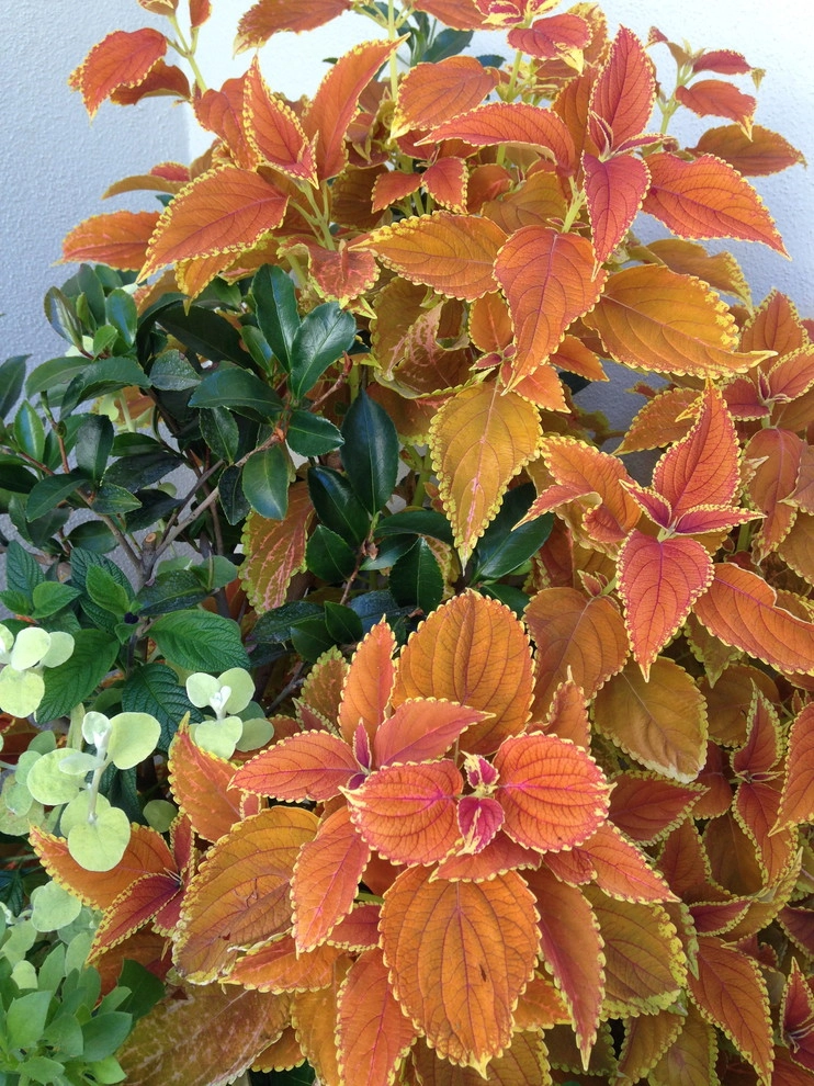 Container Gardening by Chinick Landscaping & Nursery - Photo 4