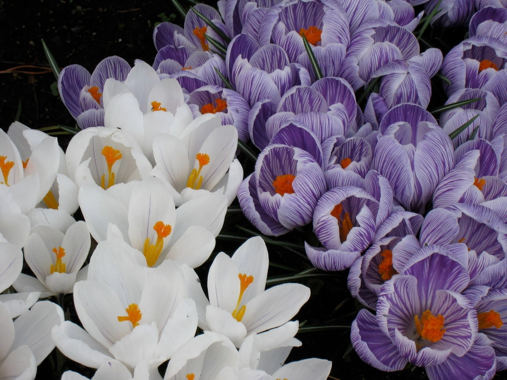 Garden Color & Form by Chinick Landscaping & Nursery - Photo 7