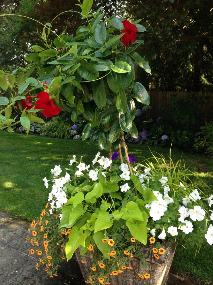 Container Gardening by Chinick Landscaping & Nursery - Photo 26