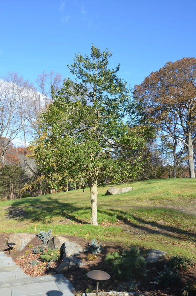 Hidden Garden by Young's Legacy Landscaping - Photo 11