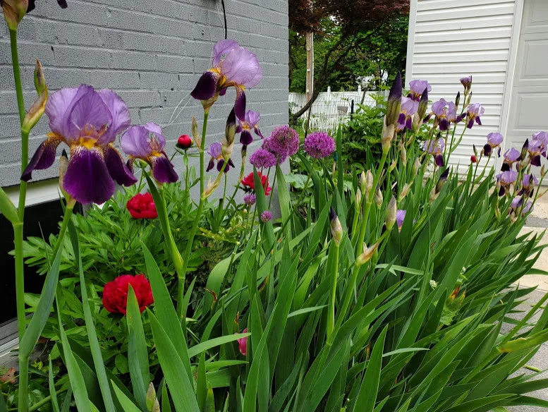 green spaces by Cliffeton Green Design Concepts - Photo 17