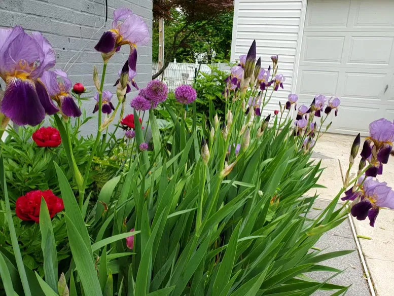 green spaces by Cliffeton Green Design Concepts - Photo 6