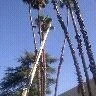 tree serice by Krueger Property Investments - Photo 3