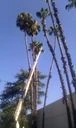 tree serice by Krueger Property Investments - Photo 8
