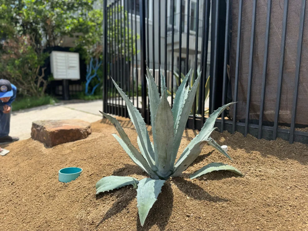Montrose - Xeriscape on Bomar Street by Holmes Landscape Company - Photo 8