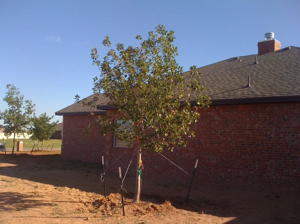 Lubbock Landscape Design: From Dirt to Lush by Austex Landscape - Photo 13