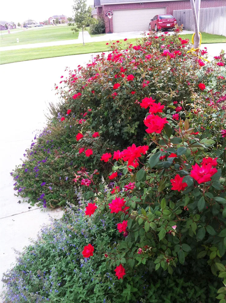 Lubbock Landscape Design: From Dirt to Lush by Austex Landscape - Photo 37