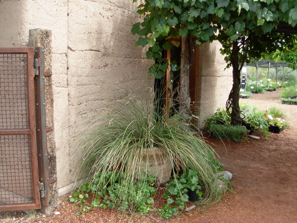 Southwest Indigenous Flora by Quercus - Photo 12