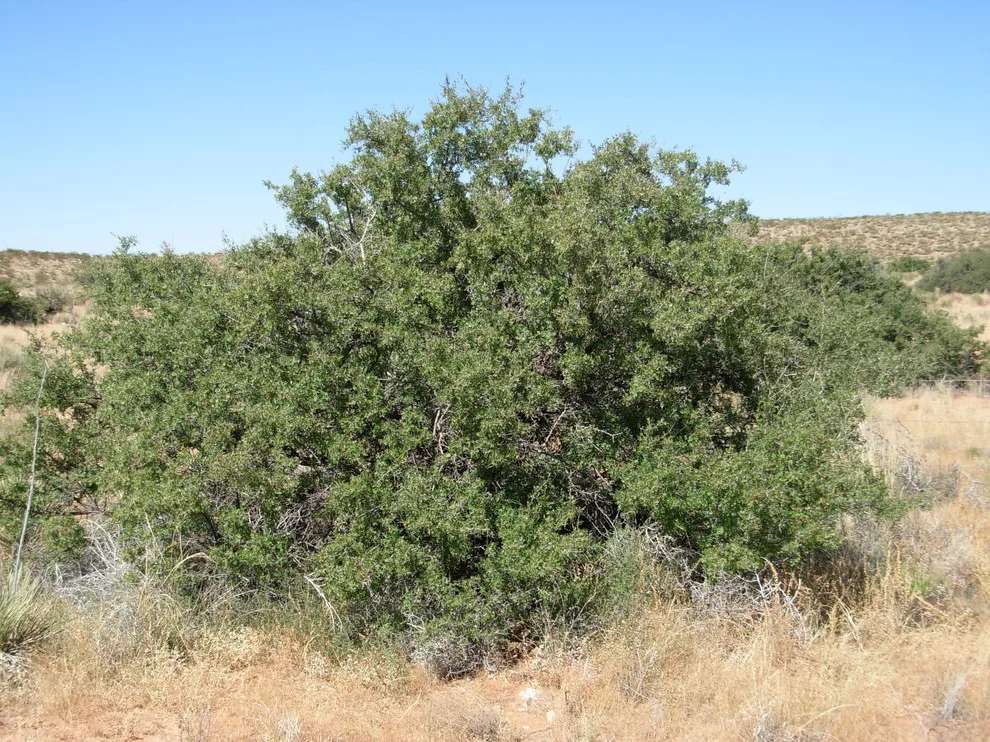 Southwest Indigenous Flora by Quercus - Photo 10