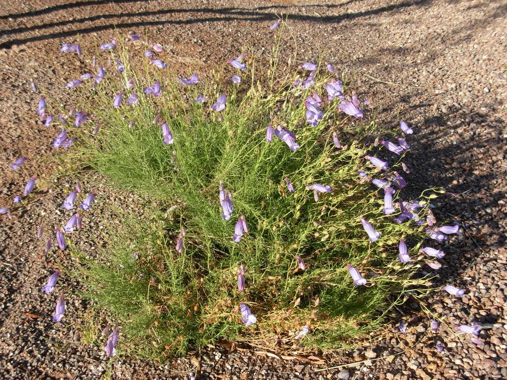 Southwest Indigenous Flora by Quercus - Photo 2