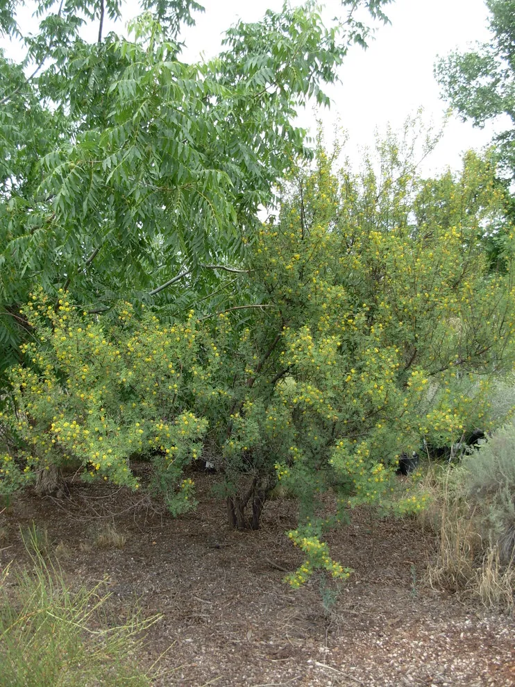 Southwest Indigenous Flora by Quercus - Photo 3