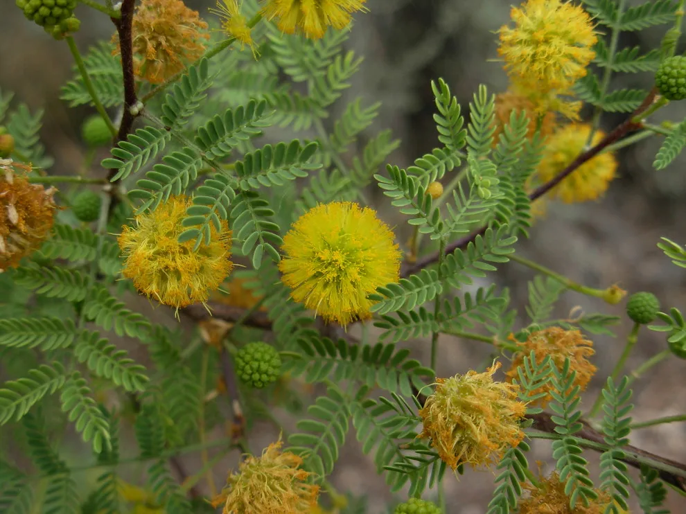 Southwest Indigenous Flora by Quercus - Photo 9