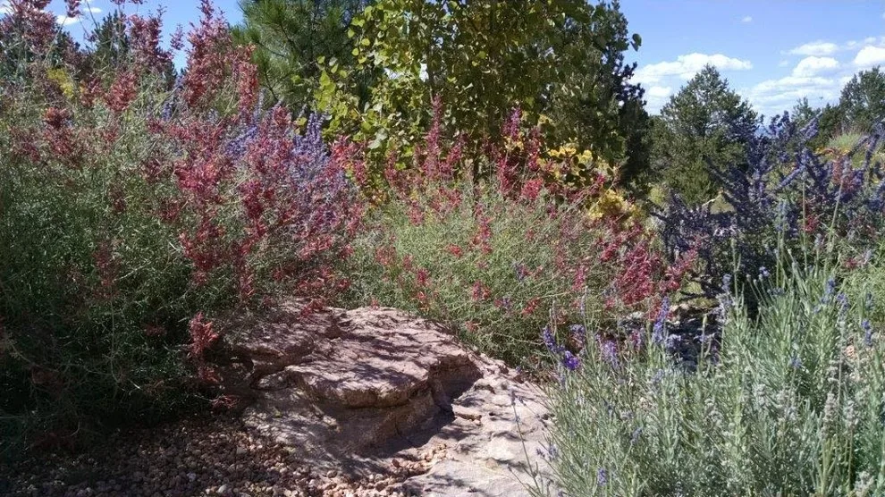 Transformation Images by Taos Landscaping - Photo 6