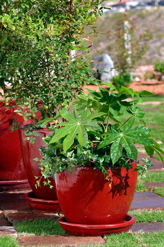 Boxhill's Planters and Pots by Boxhill - Photo 8