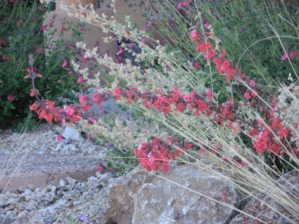 Vail - Arizona Route by Landscape Design West, LLC - Photo 9