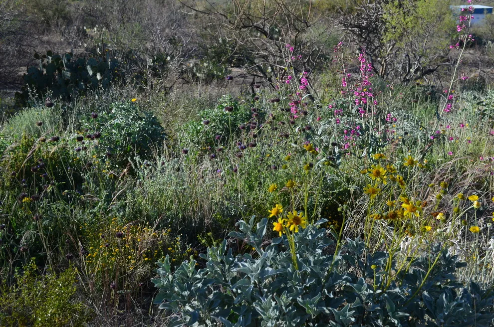 Vail - Arizona Route by Landscape Design West, LLC - Photo 32