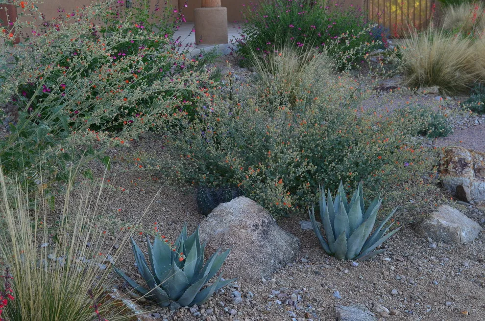 Vail - Arizona Route by Landscape Design West, LLC - Photo 3