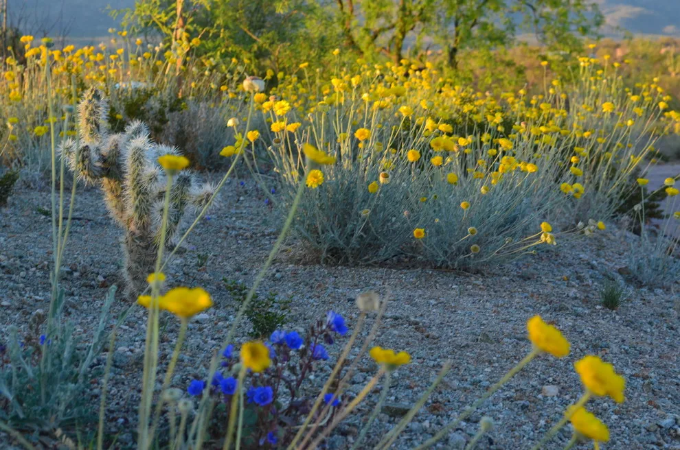 Vail - Arizona Route by Landscape Design West, LLC - Photo 7