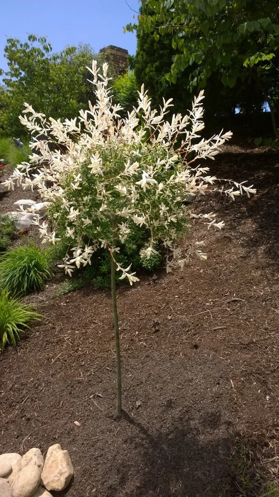 Carex Design Group - Photo 10