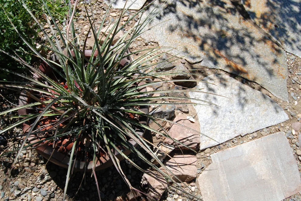 Sample Instances by John L'Etoile Landscape Architecture - Photo 10