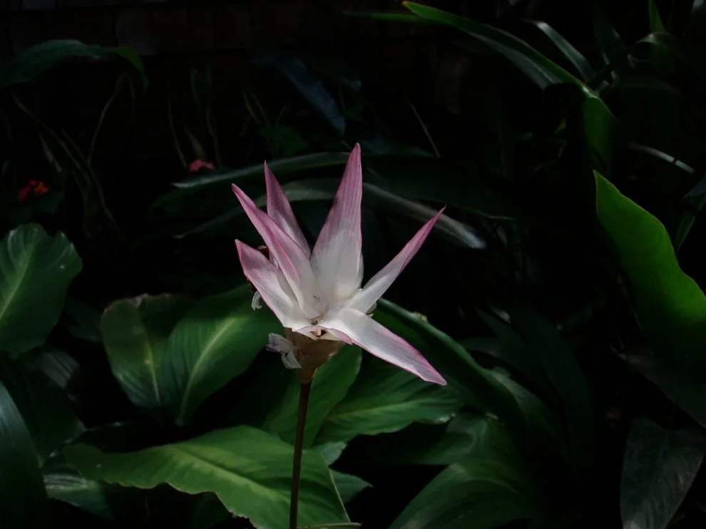 Caribbean Botanical Designs - Photo 11