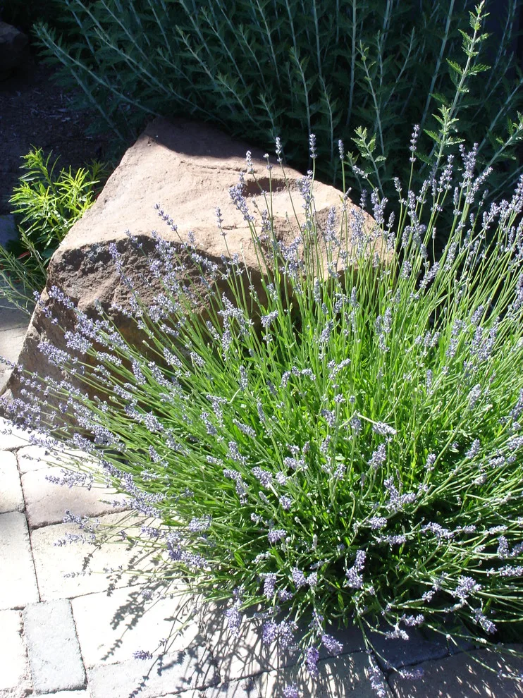 Mountain Escape by Heart Springs Landscape Design, LLC - Photo 4