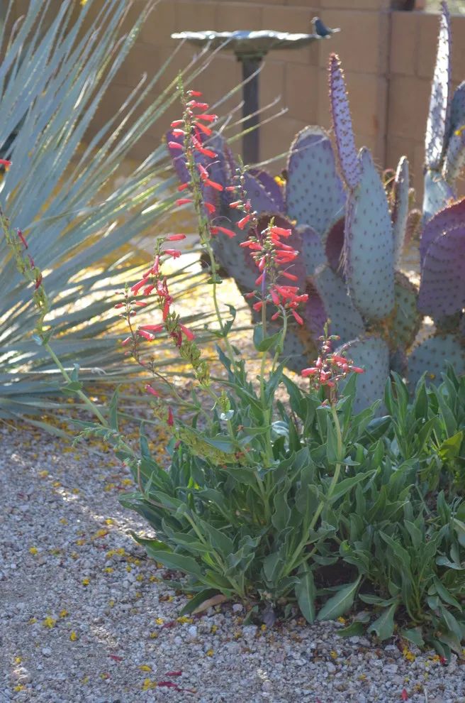 ESSENTIAL HUMMINGBIRD by Landscape Design West, LLC - Photo 3