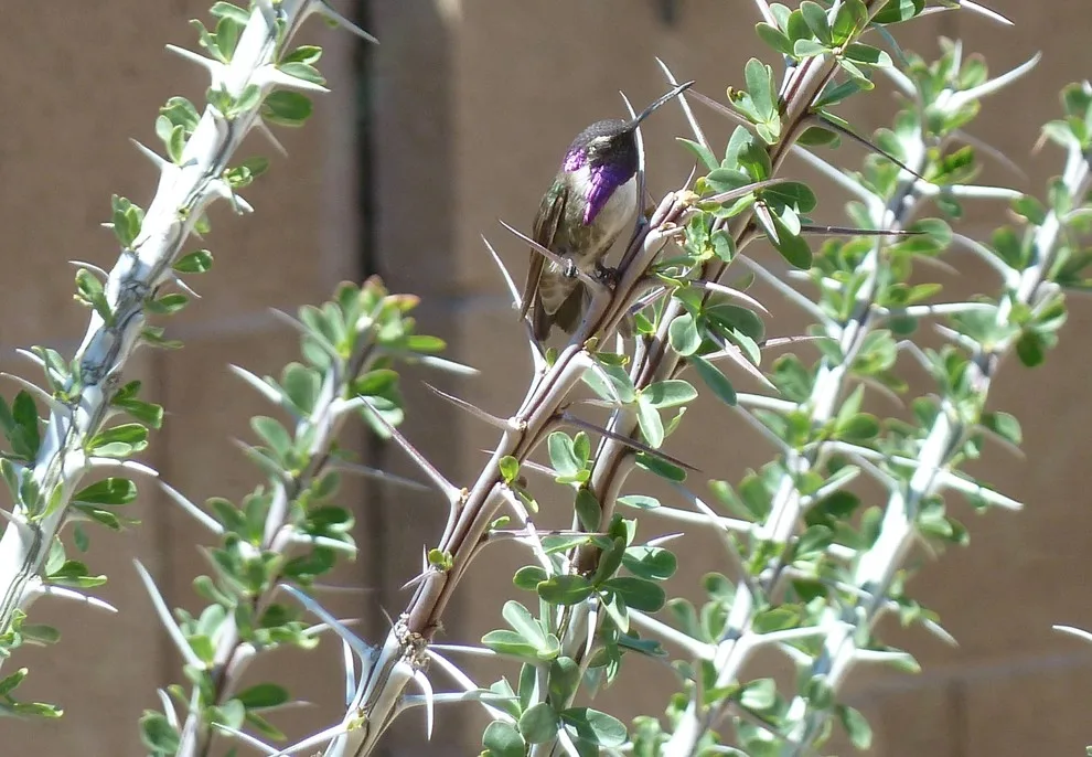 ESSENTIAL HUMMINGBIRD by Landscape Design West, LLC - Photo 4