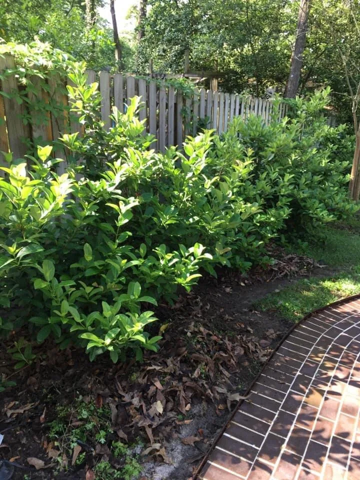 Home Landscaping and Drainage Renovation by Dauphin Irrigation & Landscaping Llc - Photo 4