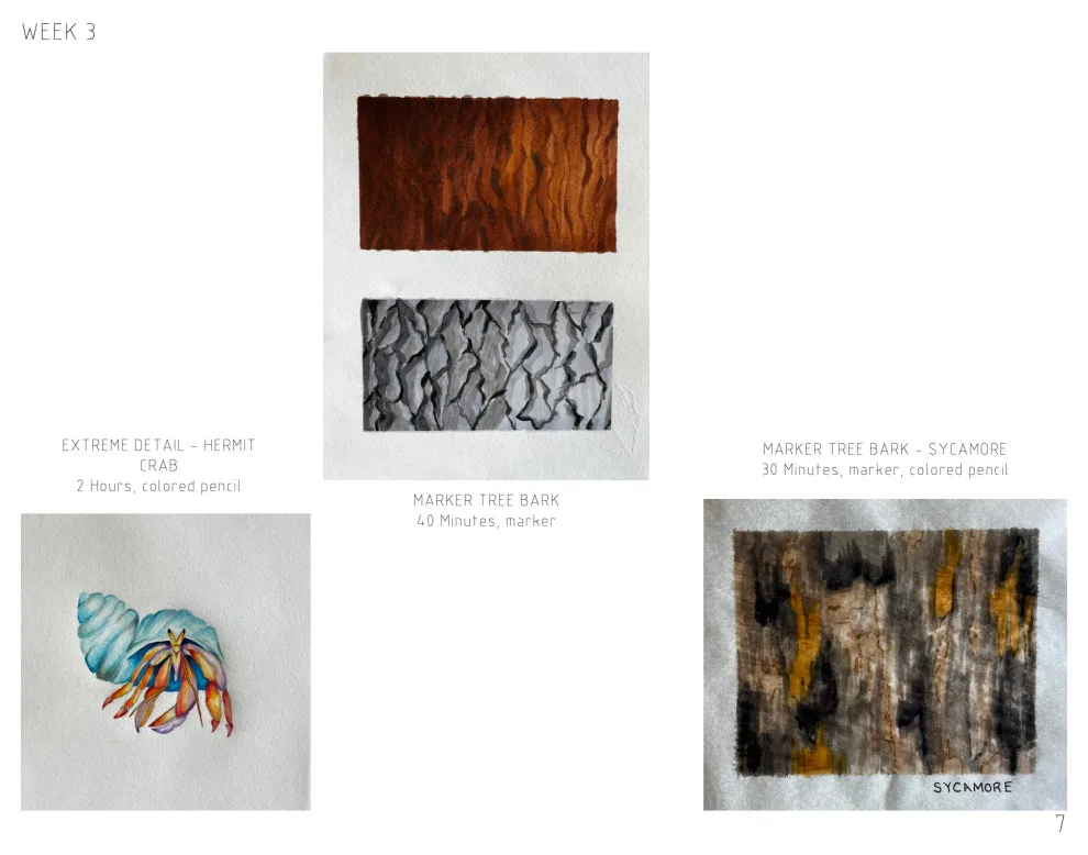 Student Portfolio - Photo 11