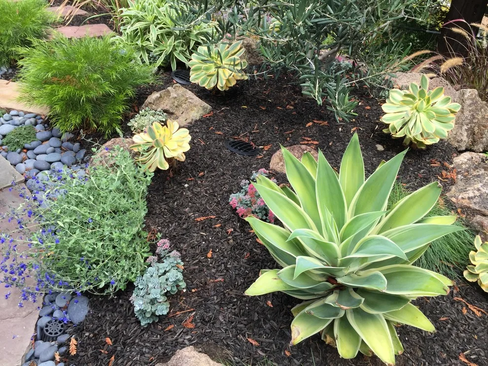 San Rafael Hillside Landscape Revitalization by Gardens & Gables - Photo 19