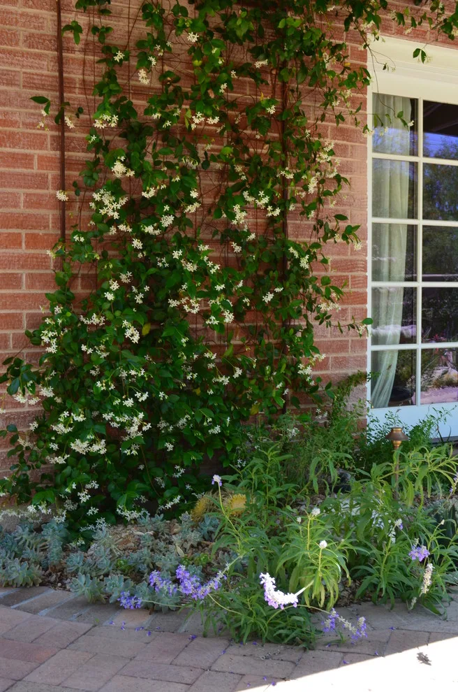 TUCSON RAY by Landscape Design West, LLC - Photo 10
