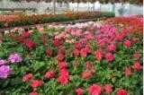 Wayside Garden Center - Photo 5