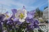 Wayside Garden Center - Photo 4