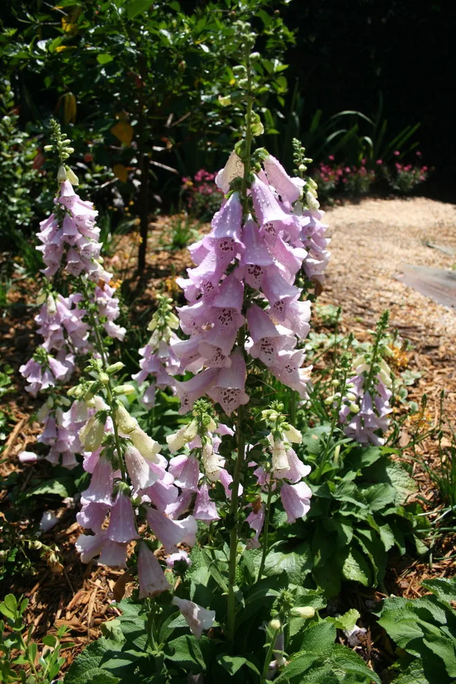 Bridal Oasis by Stephanie Appel, Proffessional Landscape Architect - Photo 4