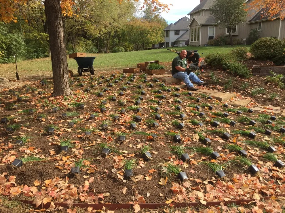 A Groundcover Garden by Cornerstone Landscape Studio - Photo 5