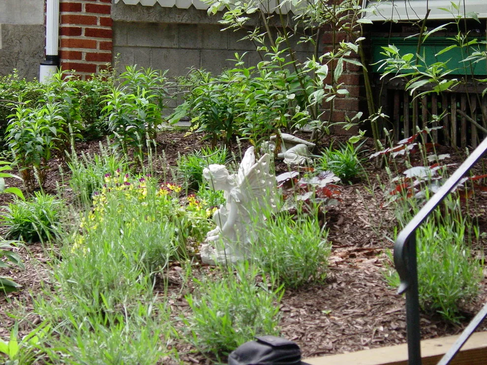 A garden of native plants by RAL Design & Horticulture - Photo 5
