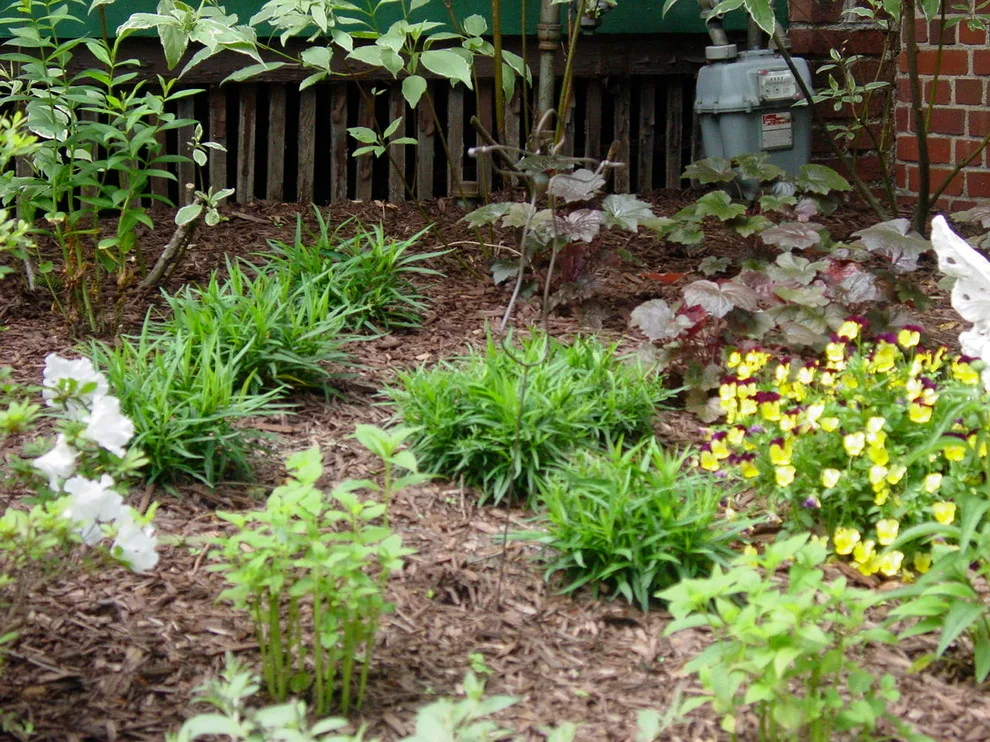 A garden of native plants by RAL Design & Horticulture - Photo 4