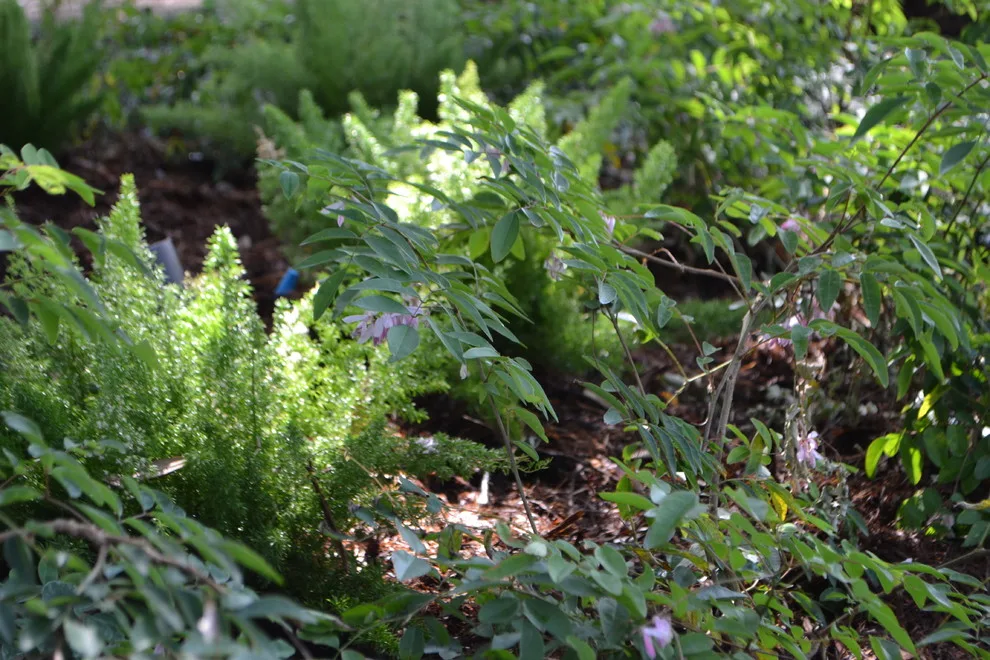 A Rustic Southern Cottage Garden by Megan Montgomery Design - Photo 2